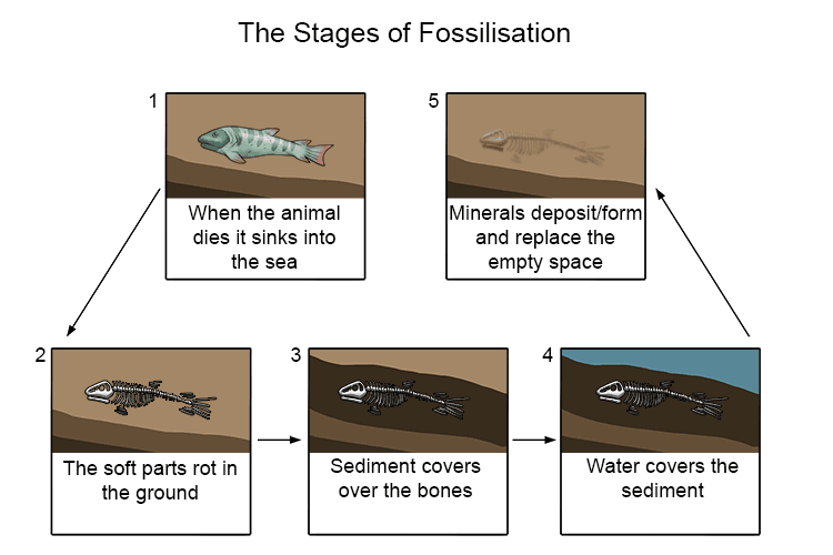 During this process, the organic materials from the surrounding rock